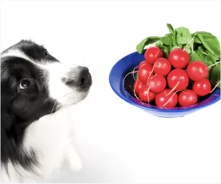 Can Dogs Eat Radishes? A Complete Guide