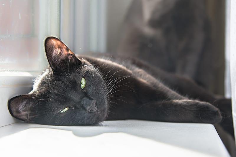 Cholangiohepatitis in Cats