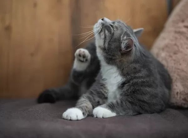 Cat Chin Mites vs Acne