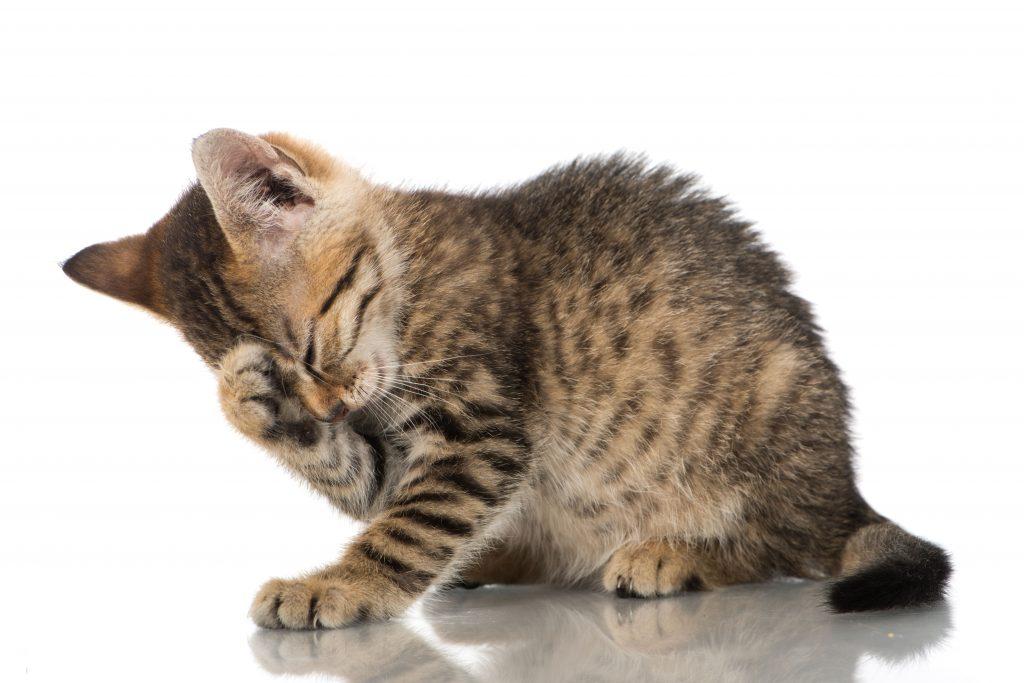 What to Do When Your Cat Has Fleas