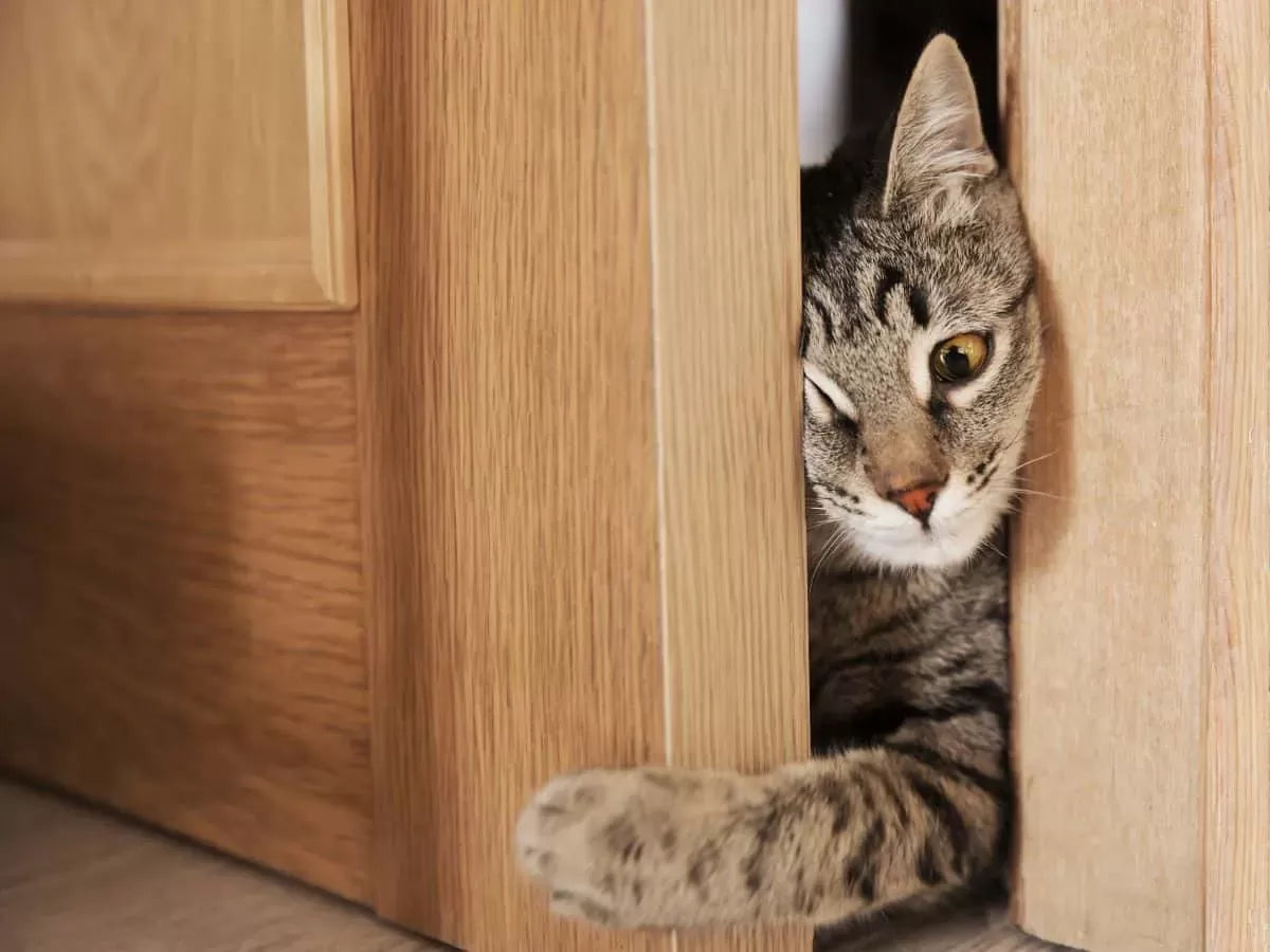 How To Keep My Cat Running Out From The Door