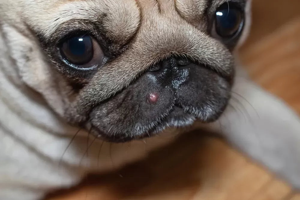 Can Dogs Get Pimples?