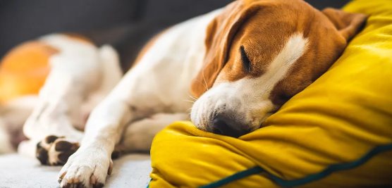 Kidney Disease in Dogs