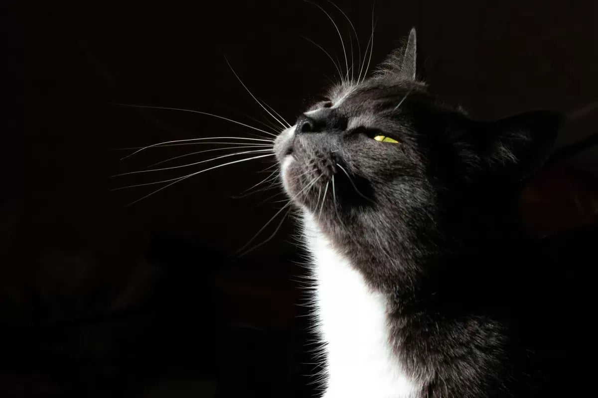 Unveiling the Mystery: What Smells Do Cats Hate