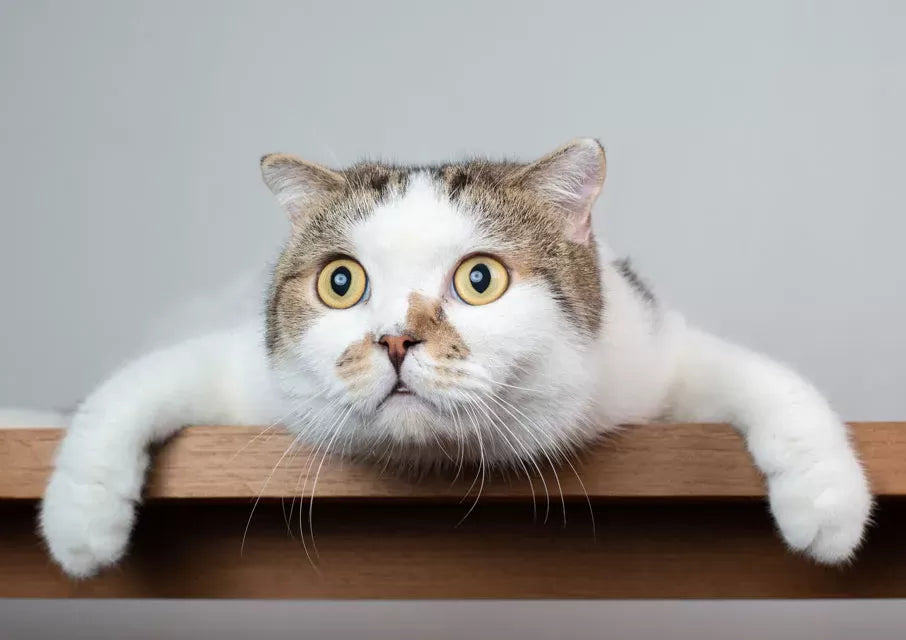 Why Is My Cat Acting Weird