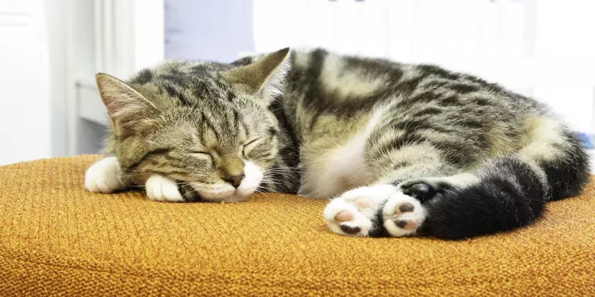 How To Make Your Cat Sleep?