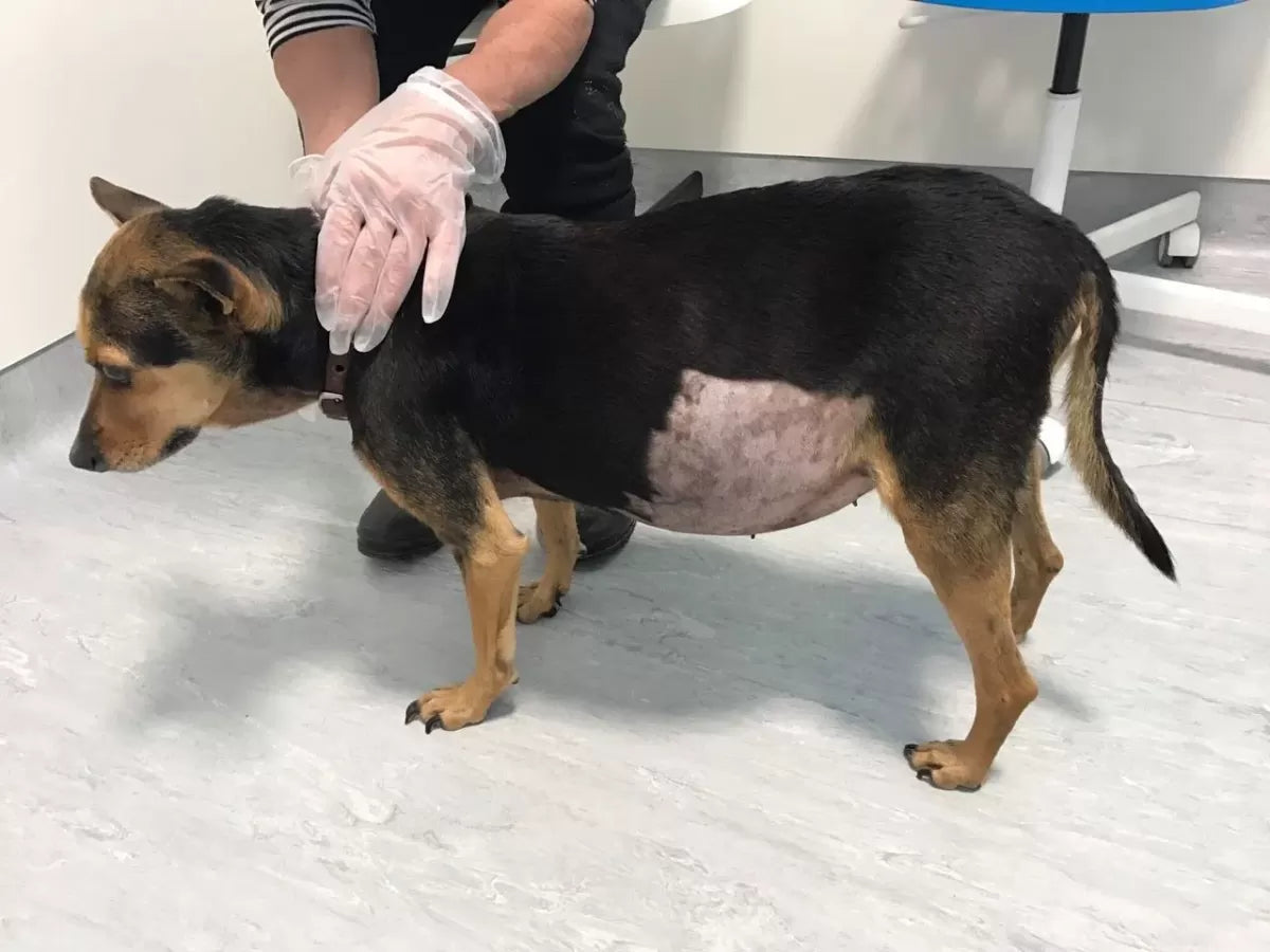 Fluid in Dogs Abdomen: Cause and Treatment