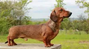 Do Dachshunds Bark a Lot