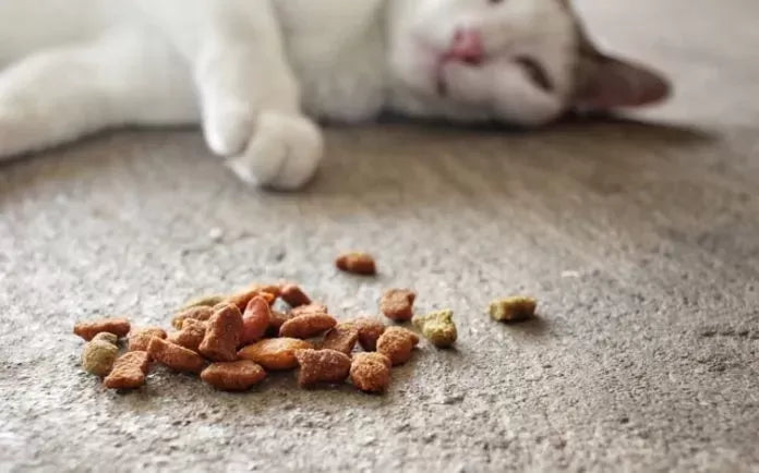 A Guide to Treating Cats with Sensitive Stomachs