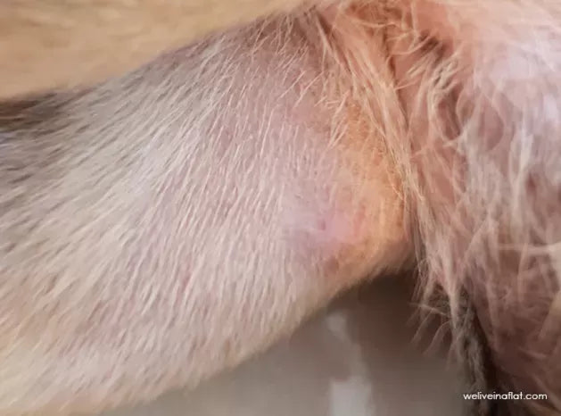 Sudden Lumps on Dog Under Skin: Causes, Diagnosis, and Treatment