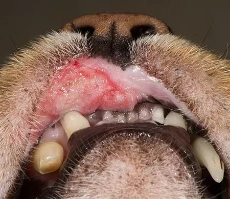 Stomatitis in Dogs