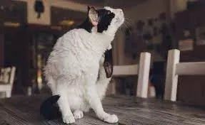 Miliary Dermatitis in Cats