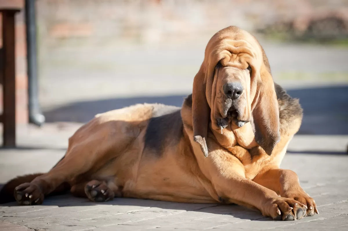 Understanding and Caring for Dogs with Droopy Faces