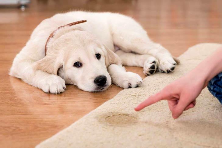 Submissive Urination in Dogs