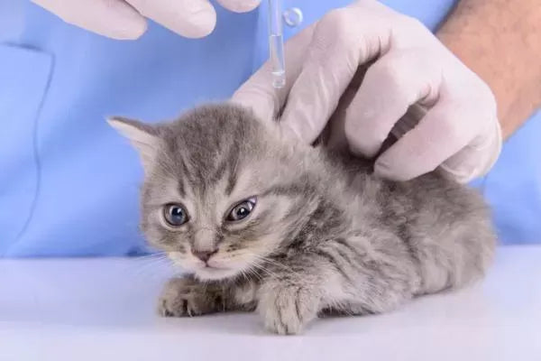 Hookworms in Cats