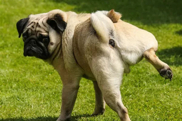 Why Is My Dog Peeing Blood