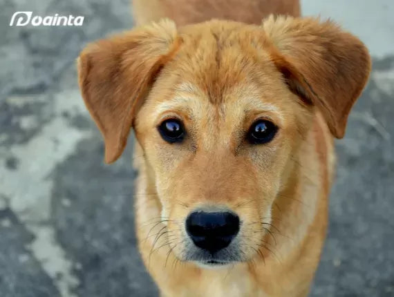 What If Dogs Got Urticaria? Itching? Allergic?