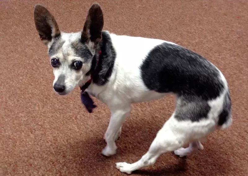 My Dog Walking Sideways: Understanding Causes, Treatments, and Prevention