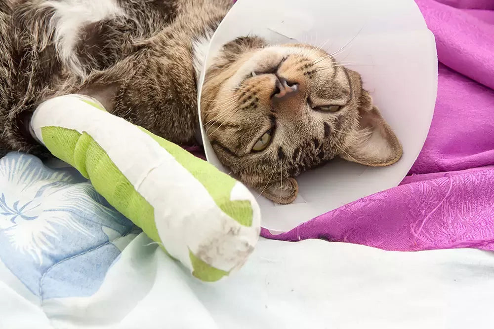 Cat Jump off Bed after Broken Radius Surgery​