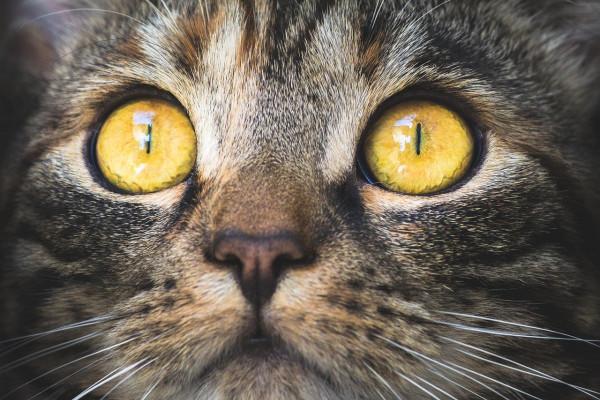 Yellow Cat Eyes