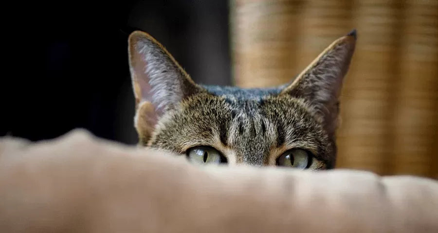 Cat Anxiety Symptoms
