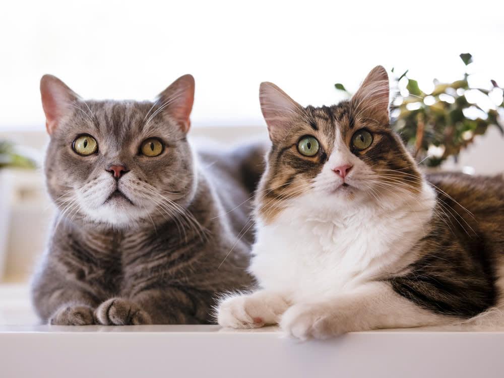 Are Male or Female Cats More Affectionate​