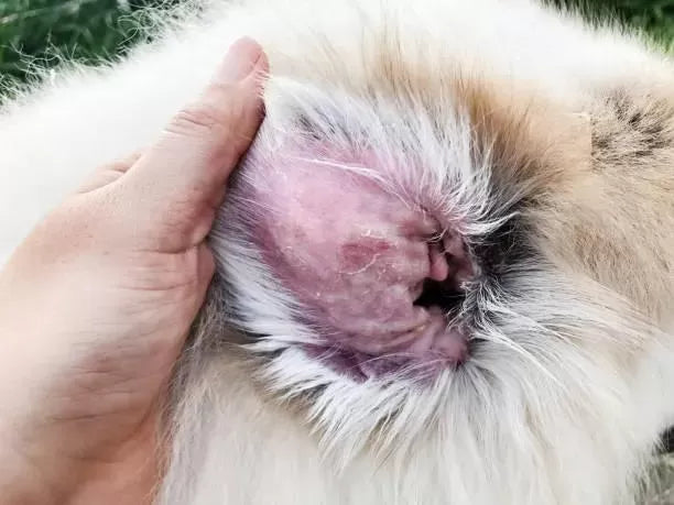 Malassezia in Dogs Ears: Causes, Symptoms, and Treatment