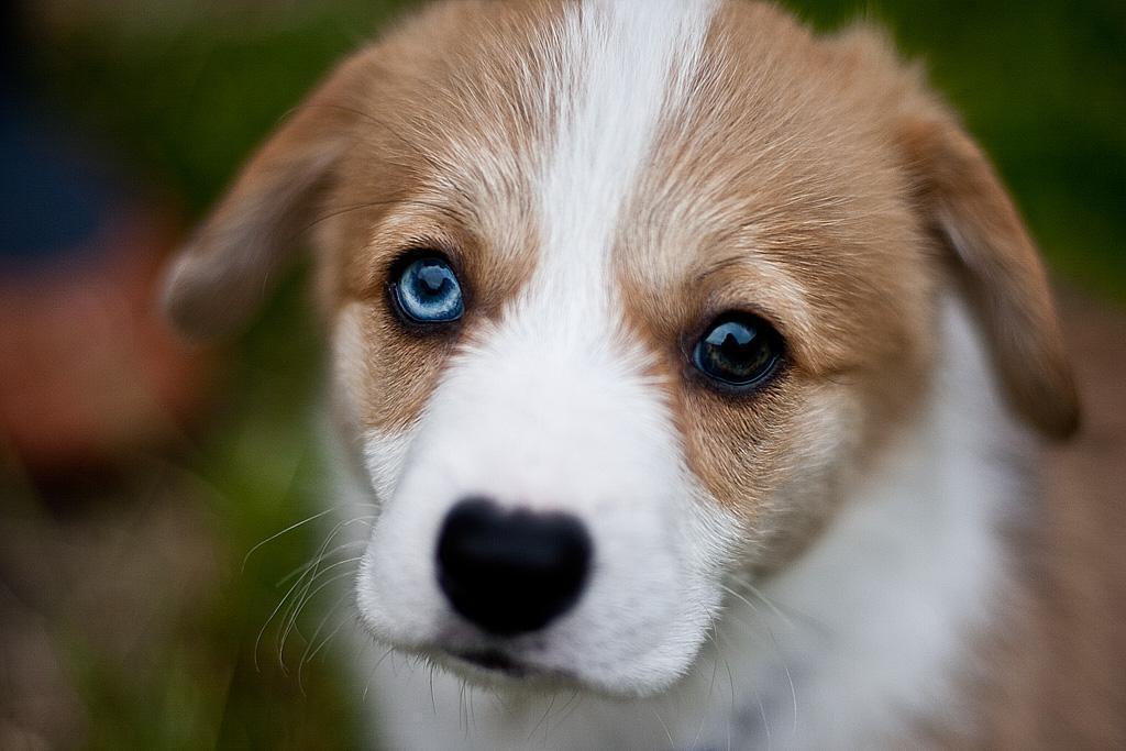 Heterochromia in Dogs: Causes, Types, and What It Means for Your Pet