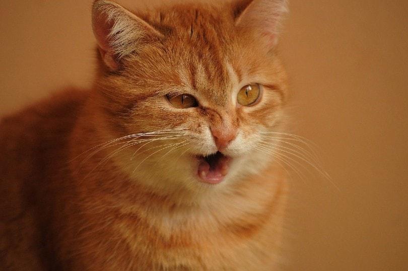 How to Make A Cat Sneeze to Clear Nose