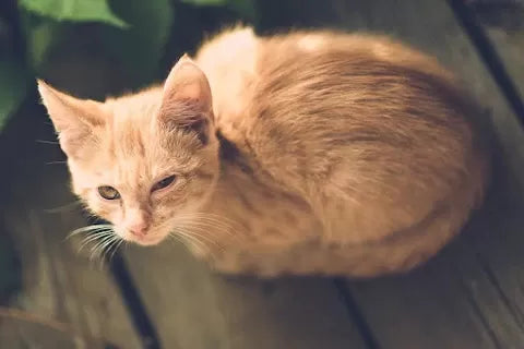 Kitten Eye Infection Home Remedy