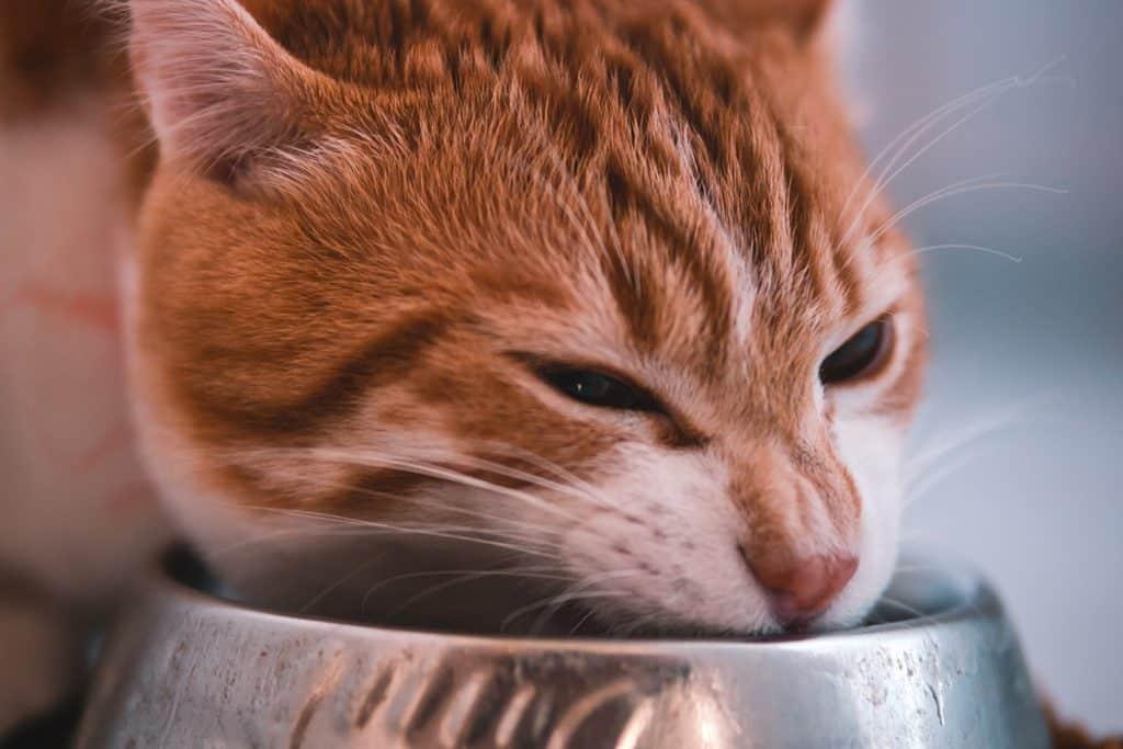 Is It OK to Give My Cat Bone Broth​