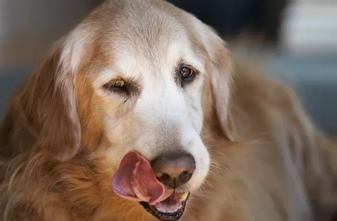 Canine Lip Growth​