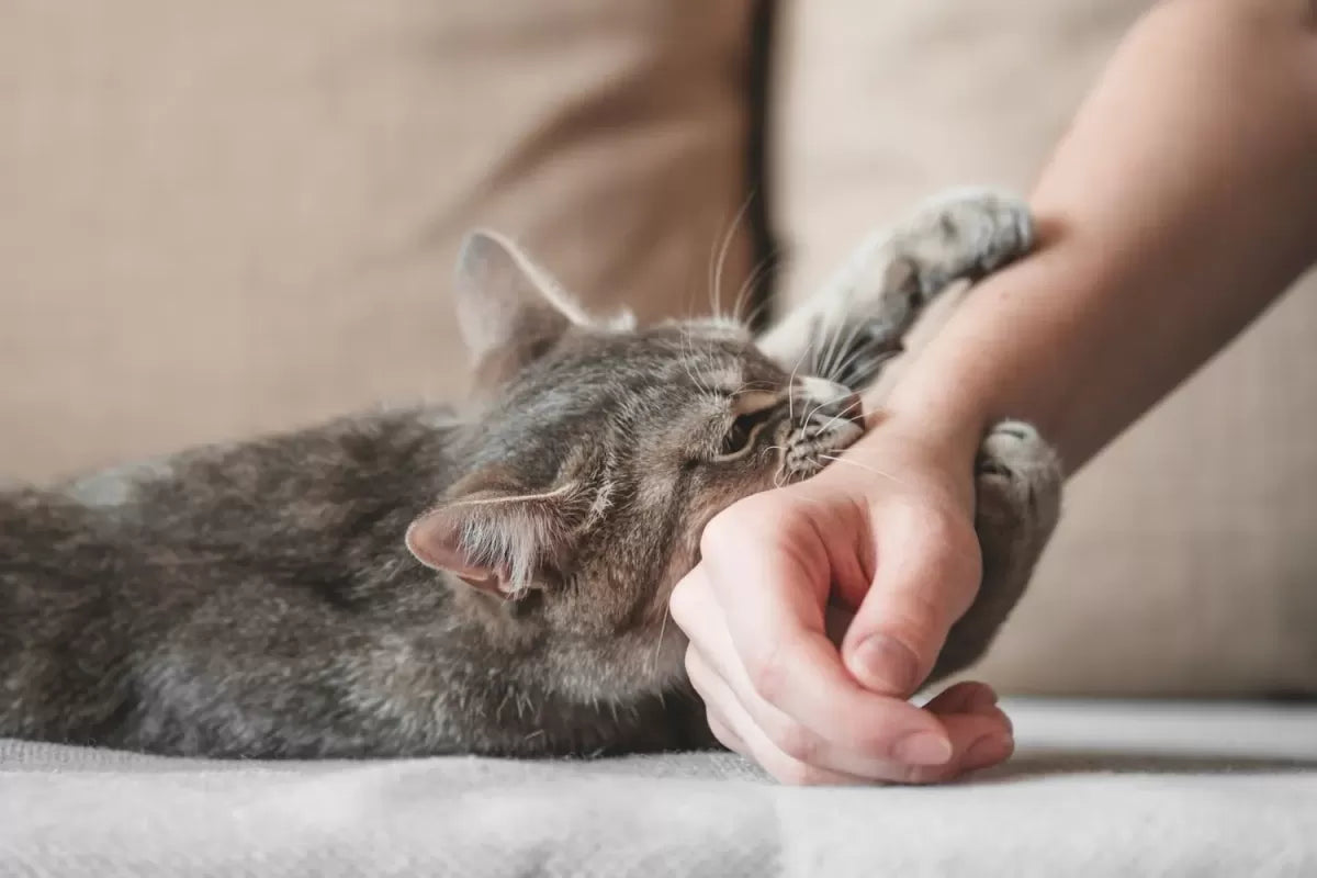 Understanding Rabies in Cats: Risks, Prevention, and Treatment