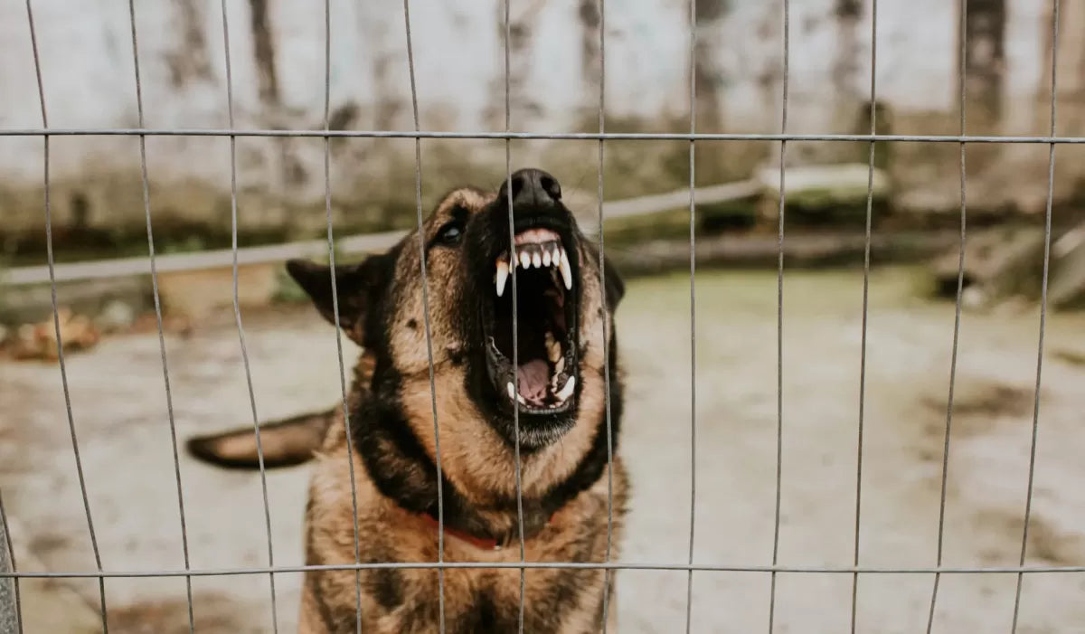 Rabies in Dogs