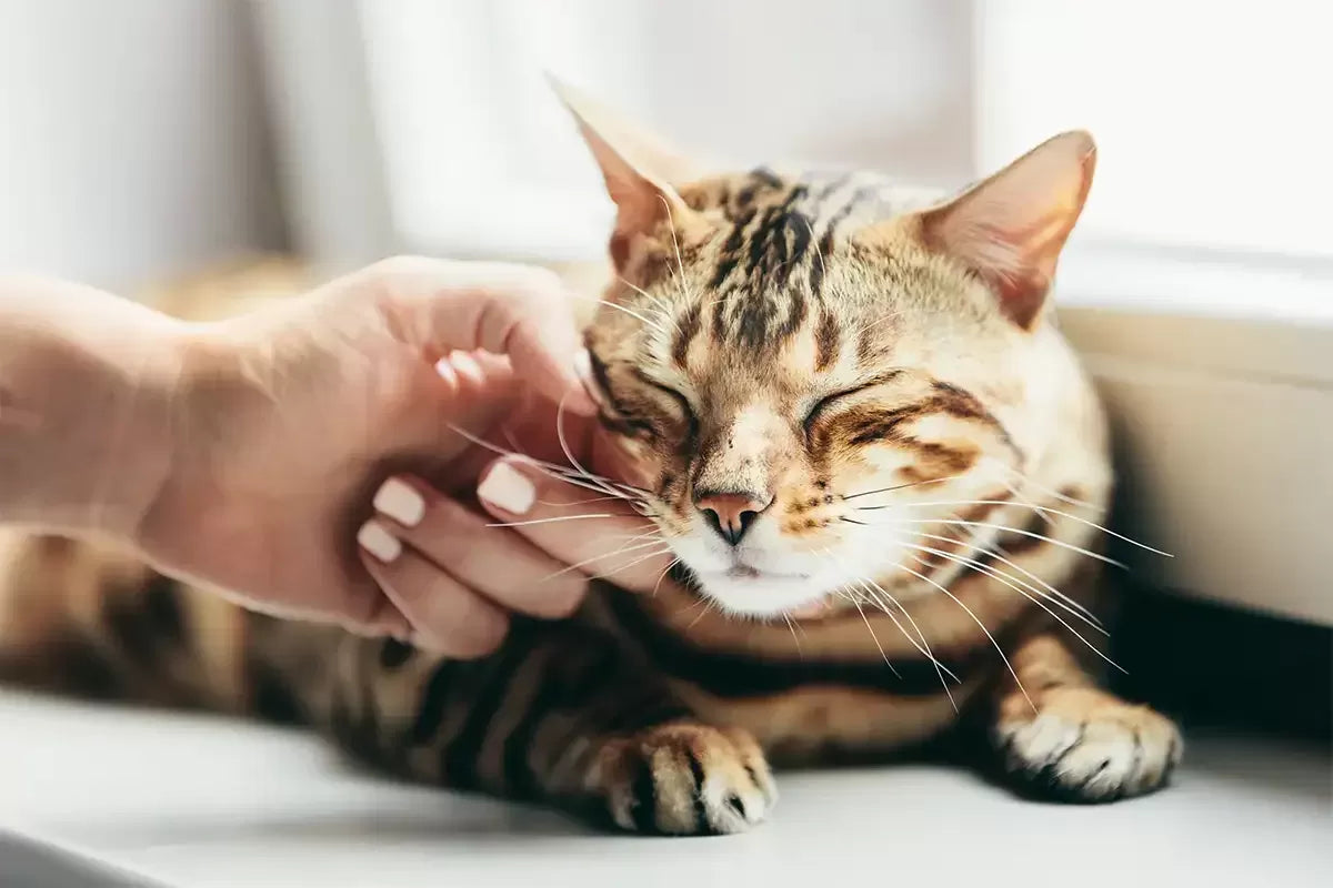 Why Do Cats Purr So Loud