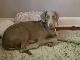 Hypertrophic Osteodystrophy (HOD) in Dogs