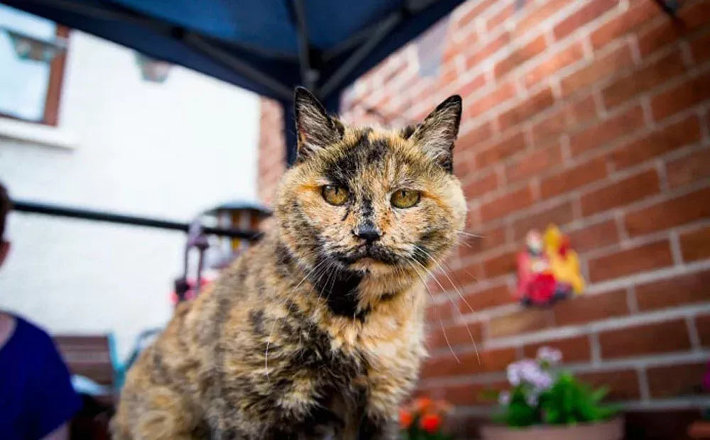 Decoding Why Cats Are Afraid of Cucumbers