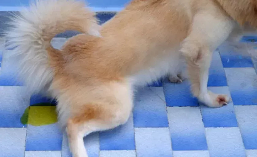 Why Is My Dog Pee Green: Understanding the Possible Causes