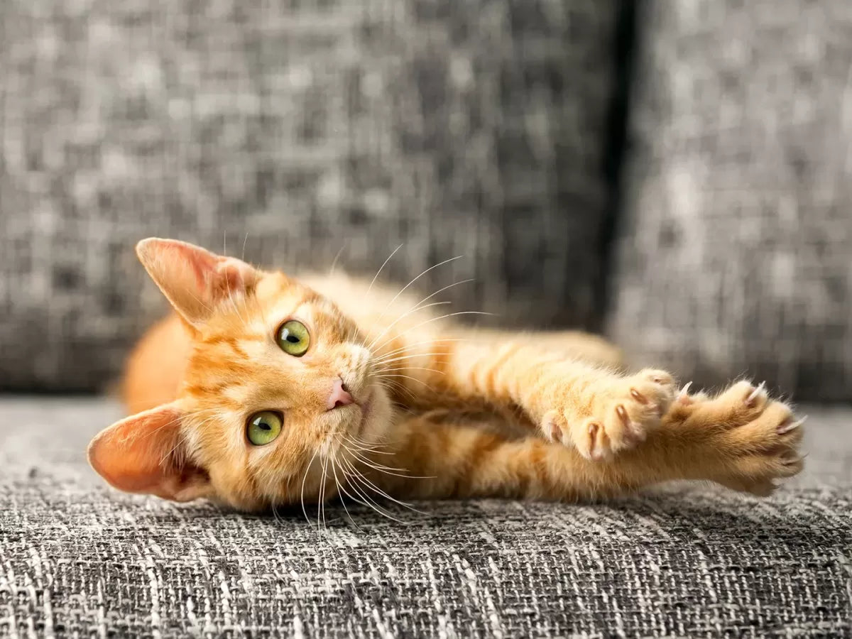 Why Do Cats Cross Their Paws
