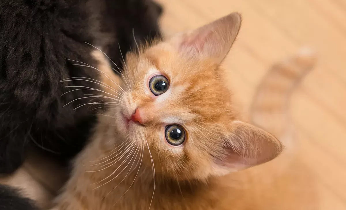 Exploring Cat Ears Position Meaning​