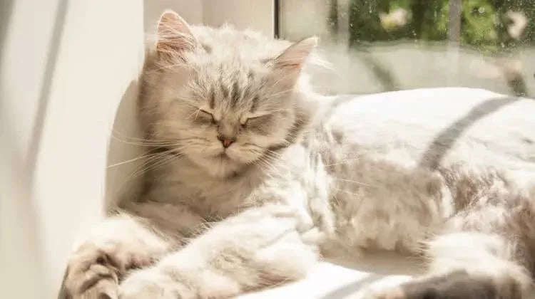 The Bloated Cat: Understanding Causes and Solutions