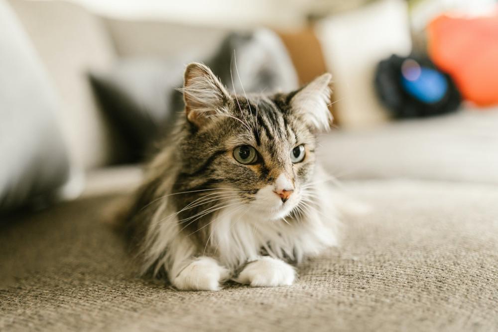 How to Get Rid of Cat Odor in My Home​