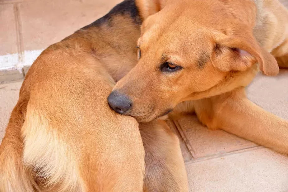 Understanding and Addressing Dog Excessive Licking