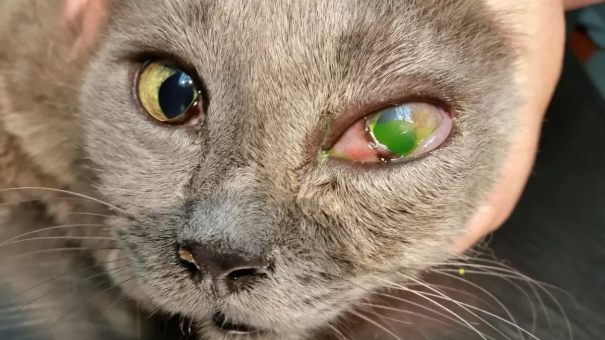 Conjunctivitis in Cats
