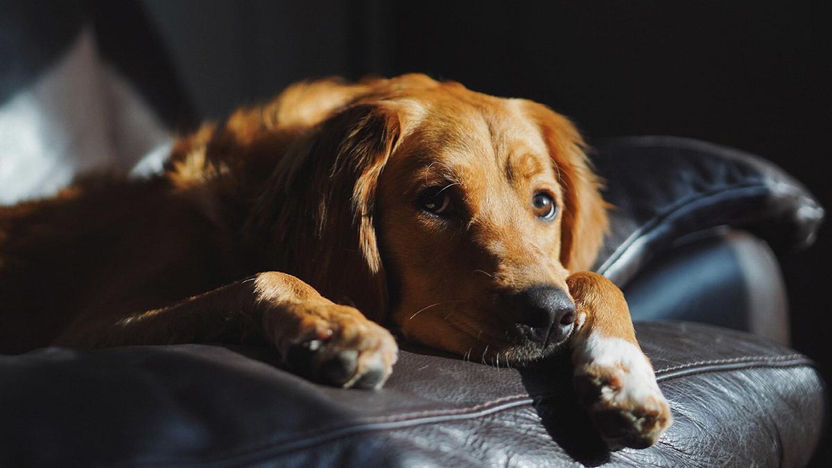 Signs of Bladder Infection in Dogs