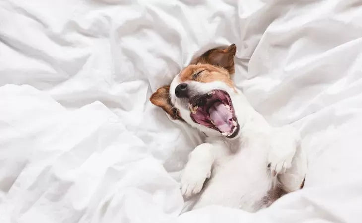 Dog Insomnia: Causes, Symptoms, and Solutions