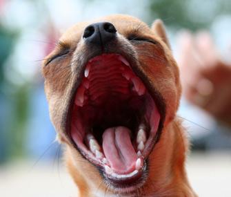 Benign Oral Tumors in Dogs