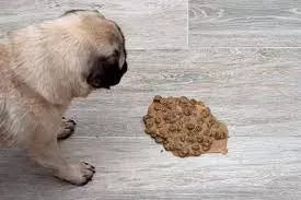 Why Is My Dog Throwing Up Undigested Food