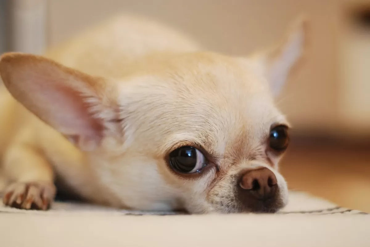 Why Do Chihuahuas Shake