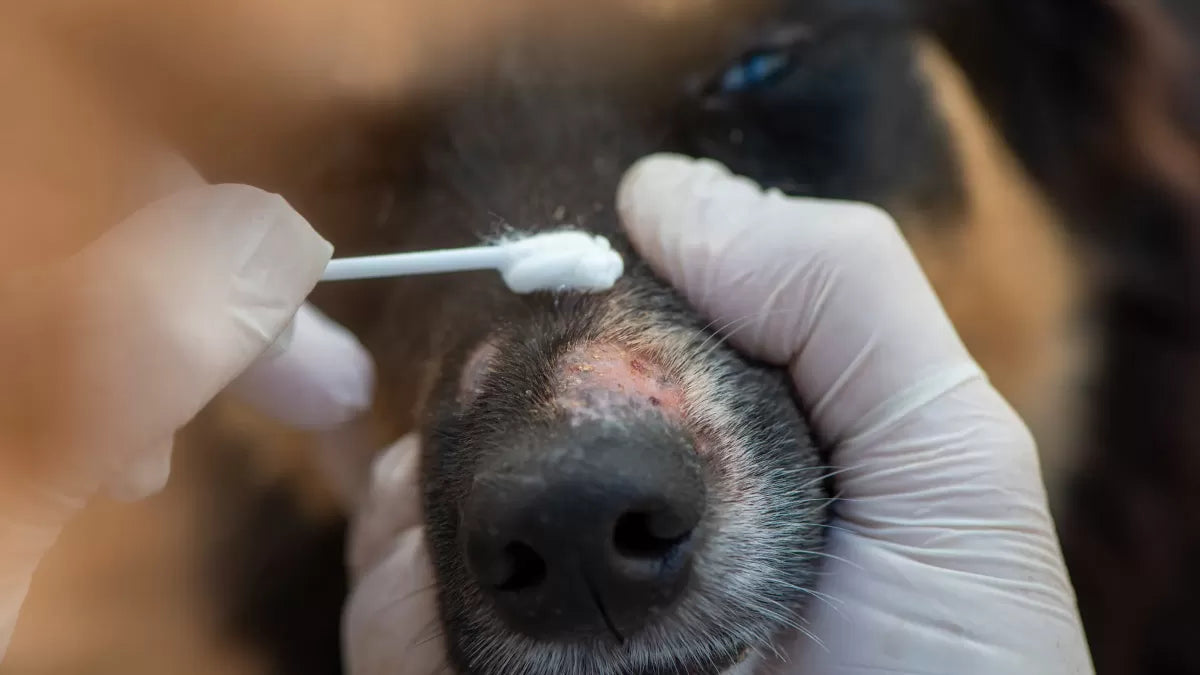 Zinc Oxide on Dogs: Benefits, Risks, and Safe Usage